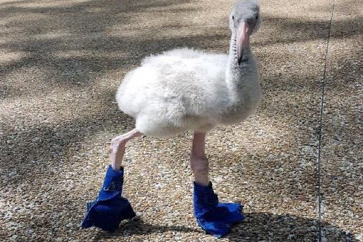 Парком гуляє фламінго в синіх черевиках