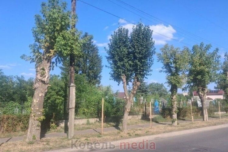 «Докронувалися»: як у місті на Волині «доглядають» дерева за мільйони з бюджету