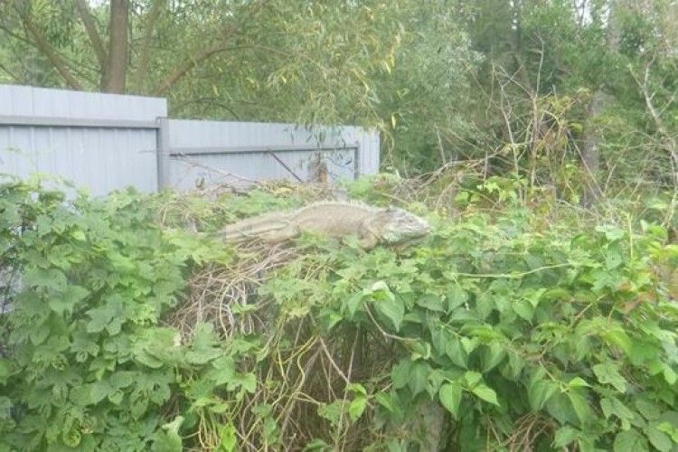 «Динозавр» на городі їсть кабачки (фото)