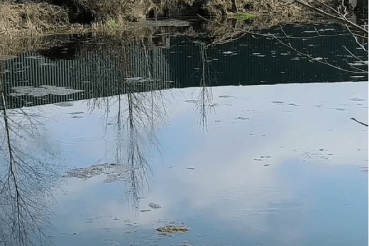 Перетворилися на болото: волинська блогерка показала, що сталося з Оконськими джерелами (Відео)