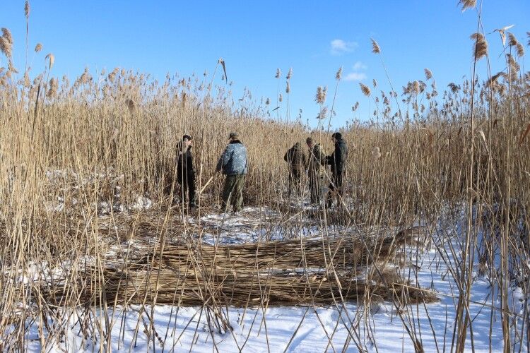 Як і для чого відбувається заготівля очерету на річках Волині (Фото)