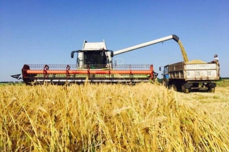 У Луцькому районі – найвища врожайність зернових в області