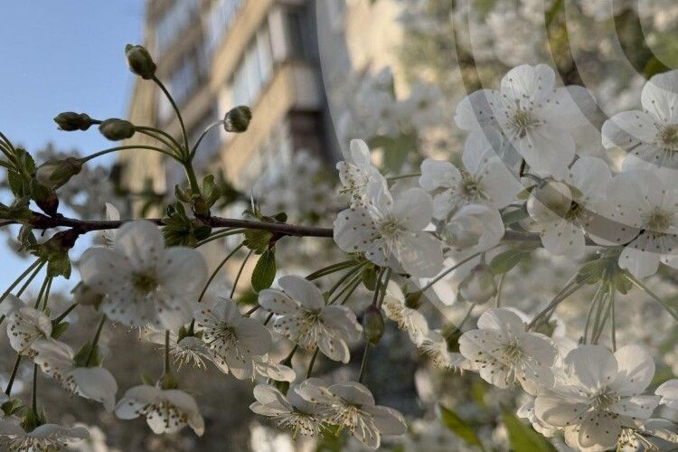 У Луцьку зафіксували найхолоднішу ніч за останні 64 роки