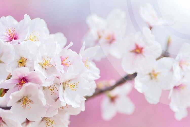 Температурні гойдалки: якою буде погода на Волині