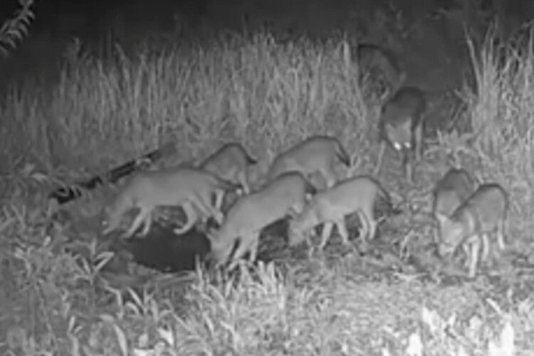 Небезпечний хижак дістався західної та центральної України