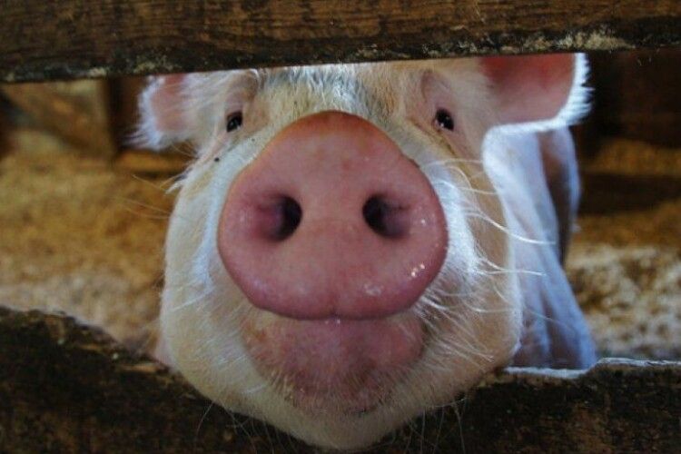 Волинянину, який вигодовував свиней, підсунули «свиню» на 10 000 гривень