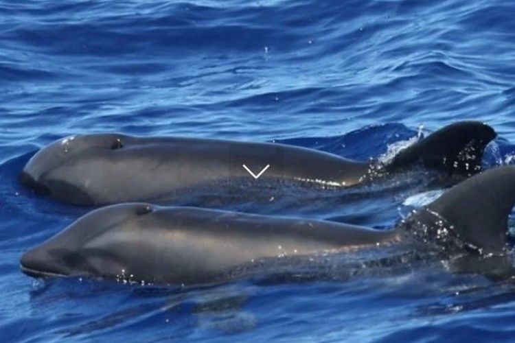 А бачили нове створіння – гібрид кита й дельфіна?