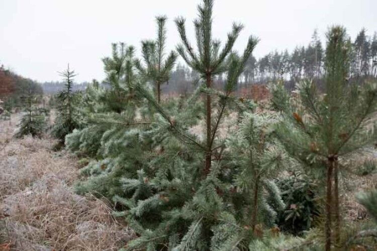Вирубувати ялинки в лісі не можна: волинські лісівники повідомили суми штрафів
