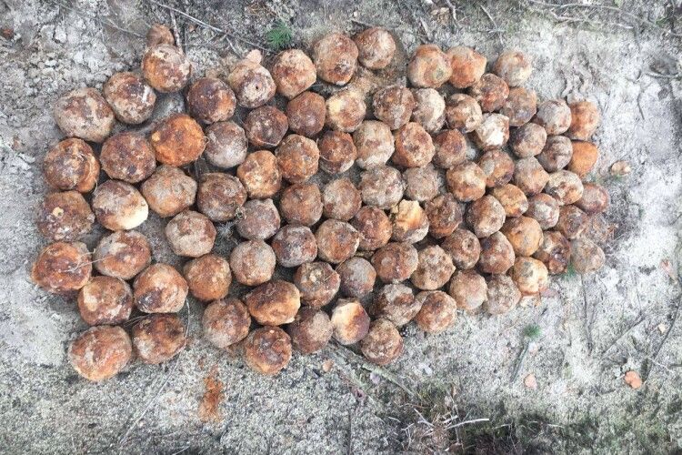 У Маневицькому лісі знайшли 110 ручних гранат часів Першої світової війни