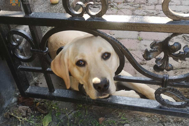 Господарі не змогли самостійно звільнити свого пса з металевої пастки (Фото)
