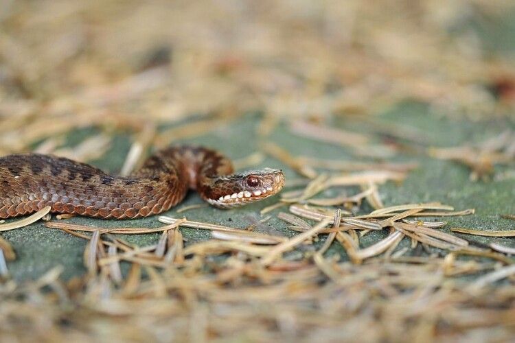 На Рівненщині 32-річну жінку вкусила змія
