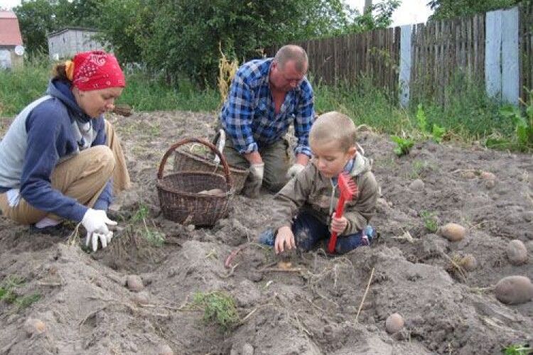 Імпорт картоплі з Білорусі збив ціни в Україні