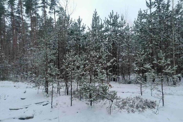 У нацпарку на Волині обстежили екологічну стежку і запрошують на прогулянку