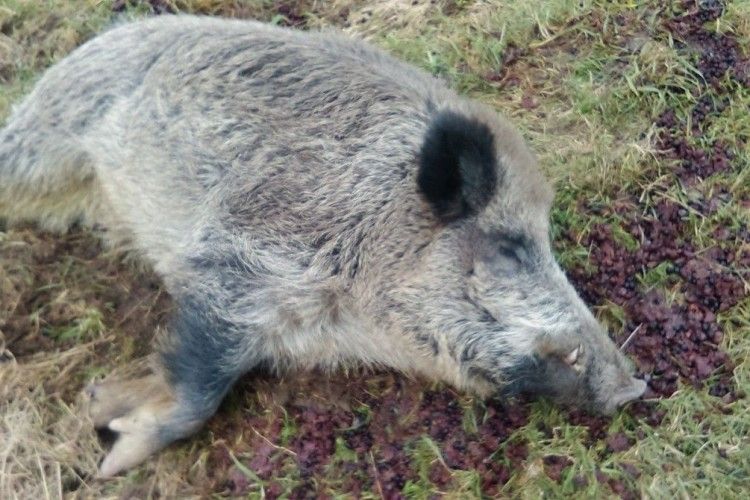 Польський кабан Хрюмек пішов у тижневий п’яний загул