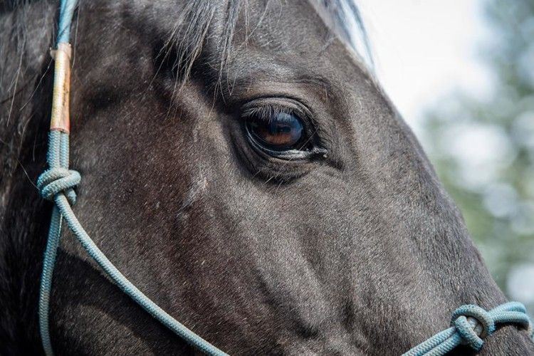 У США кінь просить суд покарати свого колишнього господаря