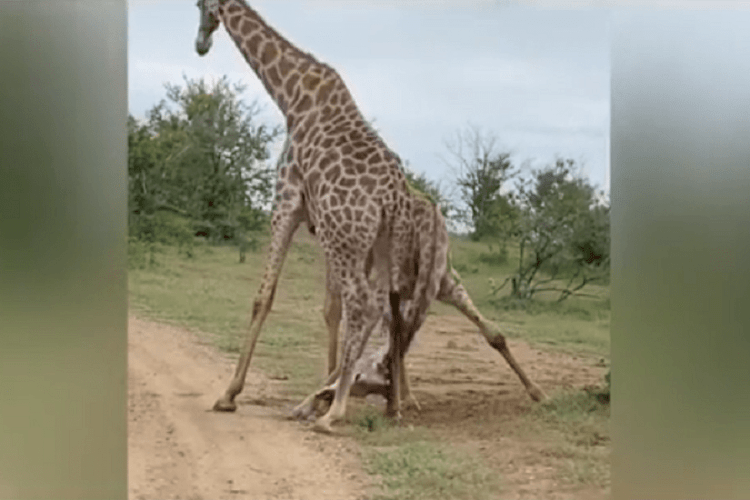 А ви бачили як б'ються жирафи? (Відео)