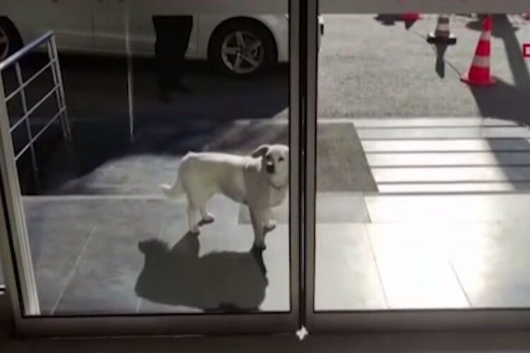 Собака 6 днів чекав під лікарнею на свого хворого господаря і став зіркою ЗМІ (Відео)