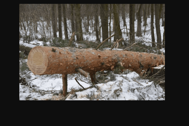 На Волині дерево вбило 35-річного чоловіка