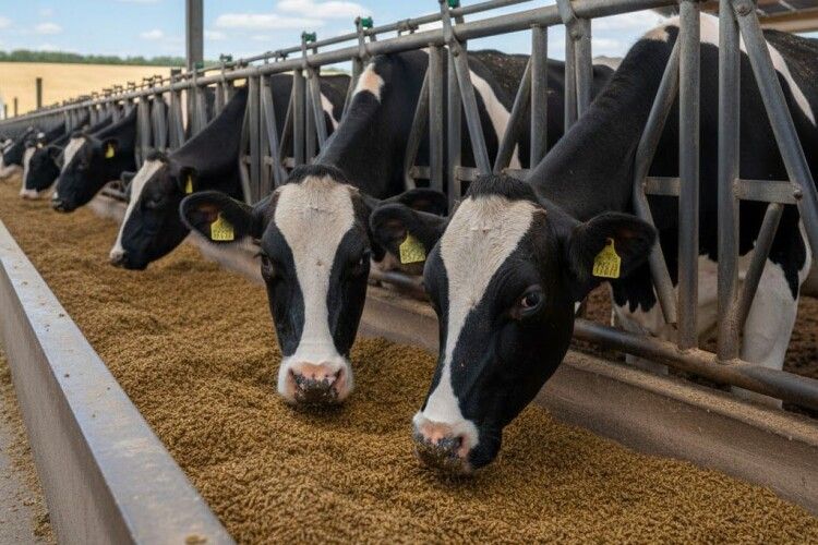 У селі на Волині побудують комплекс з виробництва кормових добавок для тварин 