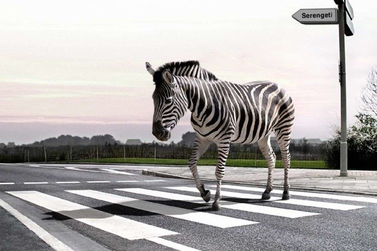 «Або «альокай» – або дорогу переходь!»: литовцям заборонять користуватися мобільними на «зебрах» 