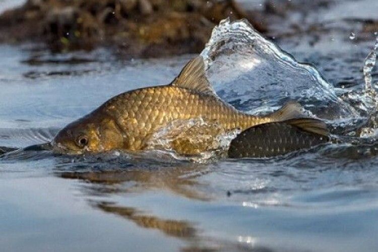 На Шацьких озерах оголошено нерестовий період