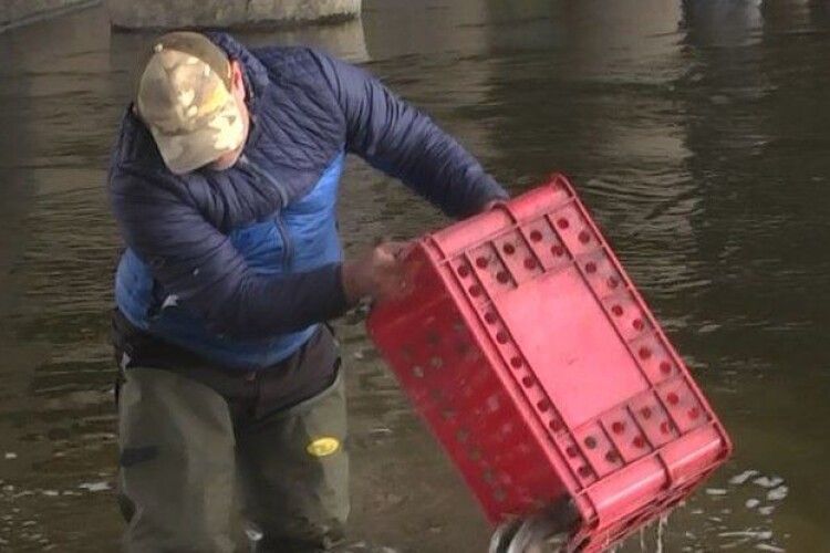 У Луцьку в річку Стир запустили майже тонну риби