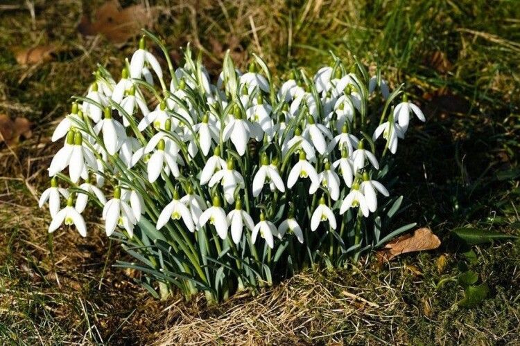 Якою буде погода на Волині