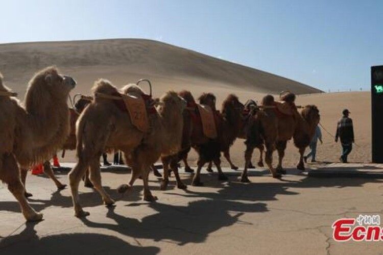 В Китаї відкрили перший у світі світлофор для верблюдів