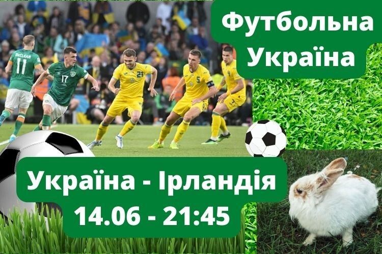 Вже сьогодні: найфутбольніший кріль Волині вказав на переможця матчу Україна - Ірландія (Відео, анонс, прогноз)