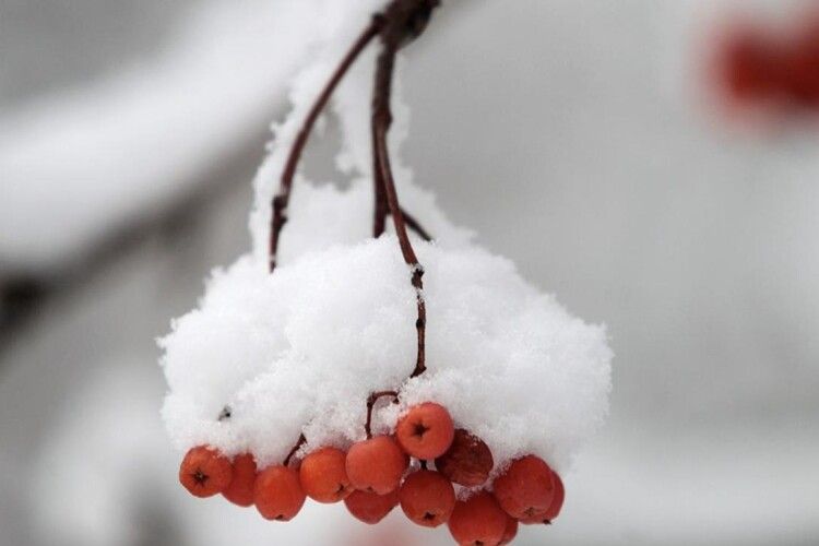 На Волині прогнозують до 28°С градусів морозу