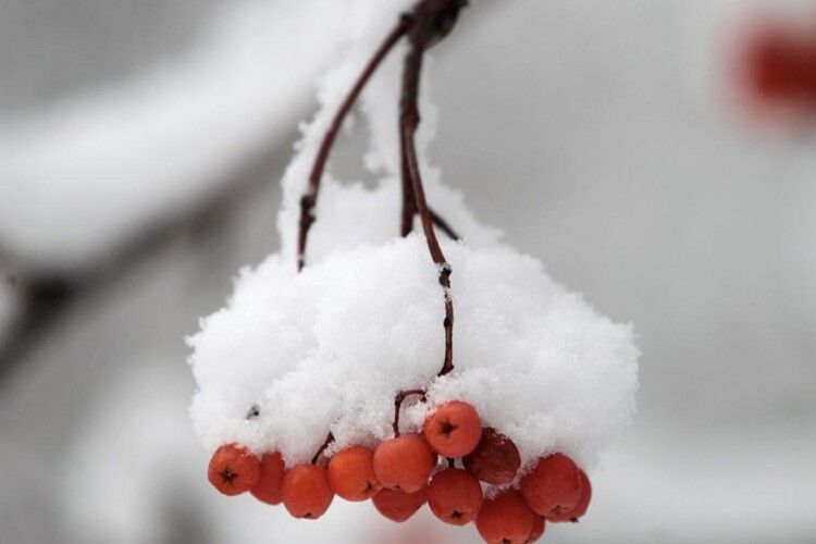 Якими прогнозують морози на Волині у найближчі дні?