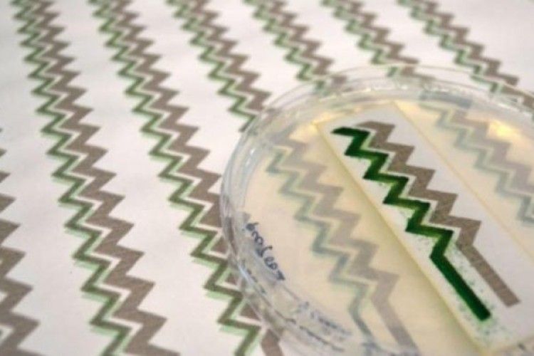 Вигадали шпалери, які виробляють струм