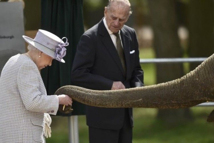 Лондонський слон привітався за руку з Її Величністю Єлизаветою ІІ (фото)