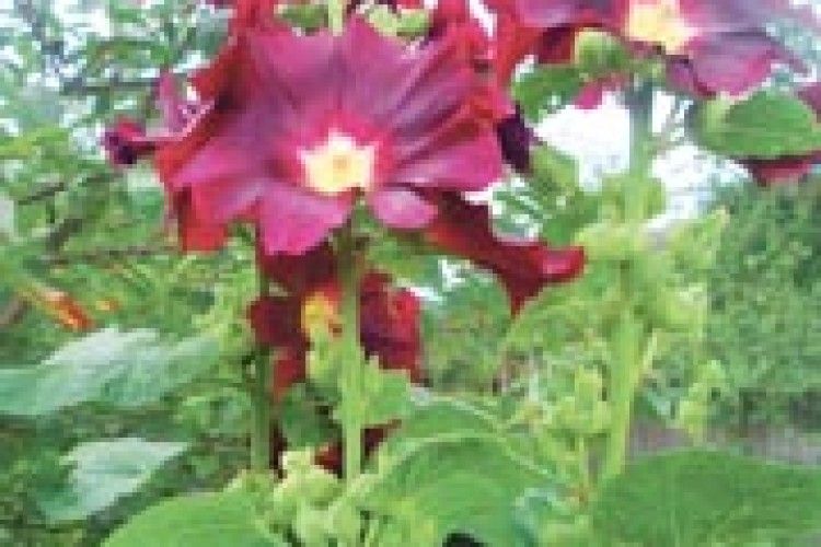 КАРТИНКА З НАТУРИ: моя душа зустрілася із мальвами