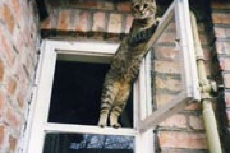 ФОТО НА КОНКУРС: у передчутті весни