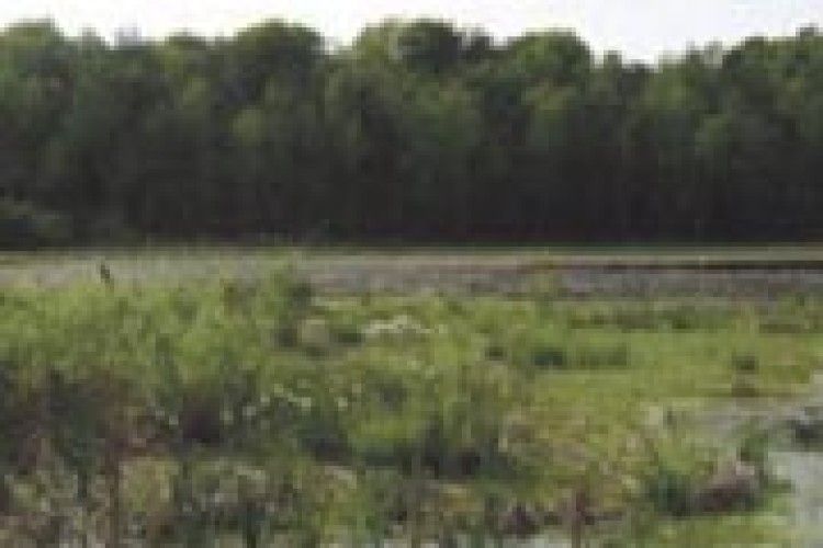 НЕЧИМНЕ ГОТУЄТЬСЯ ДО ЮВІЛЕЮ `ЛІСОВОЇ ПІСНІ`