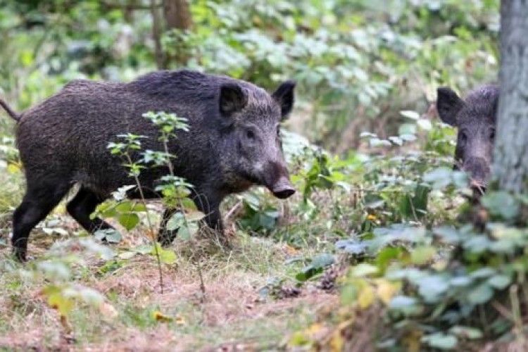 На Рівненщині виявлено АЧС