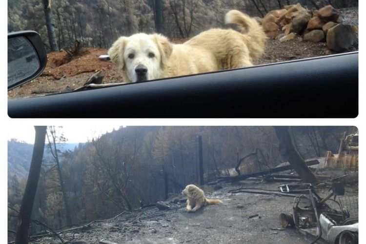У США собака місяць чекав господарів біля будинку, знищеного лісовою пожежею. Дочекався!