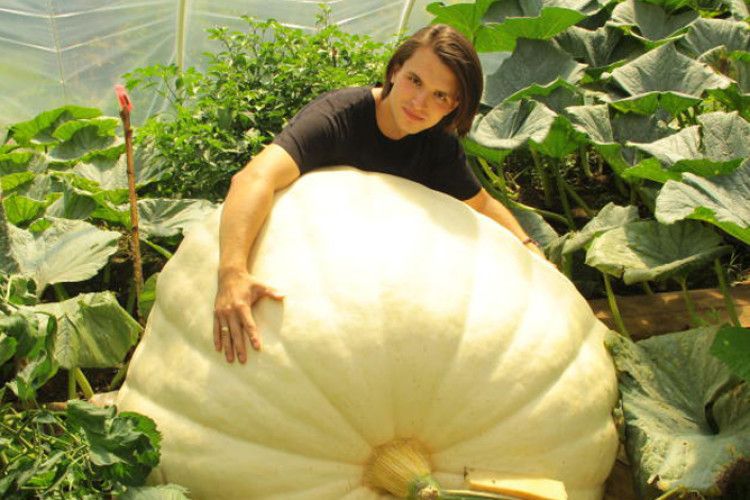 Фермер виростив гарбуза вагою 470 кг! (фото+відео)