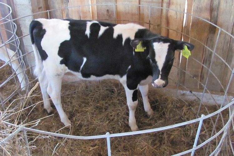 Волинські селяни можуть отримати 50 мільйонів гривень дотацій за утримання корів та молодняку 