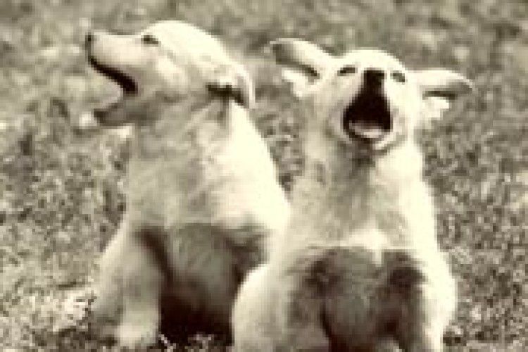 ФОТО НА КОНКУРС: передвиборна кампанія