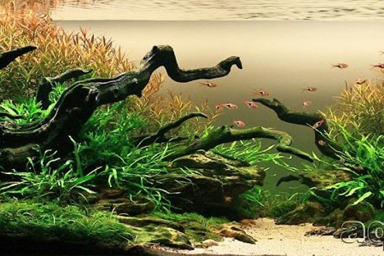 У Луцьку визначатимуть найгарніший акваріум 