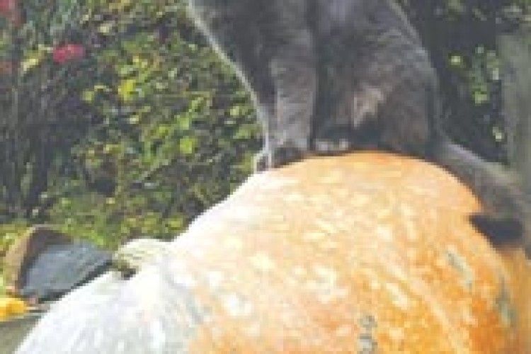 ФОТОЖАРТ: «І я хочу в «Книгу рекордів Волині!»