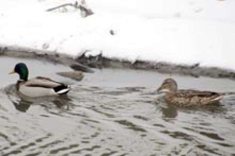 ПРИРОДА: меліорація качкам не заважає