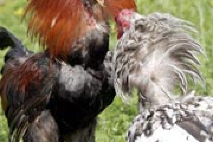 ФОТОЖАРТ:  «Я у курнику старший!»