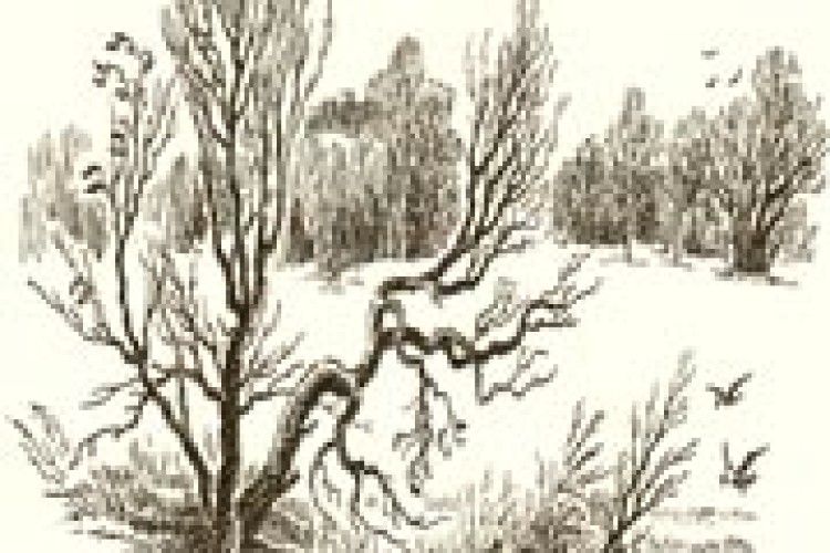 ПОГОДА: і знову січневий дощ