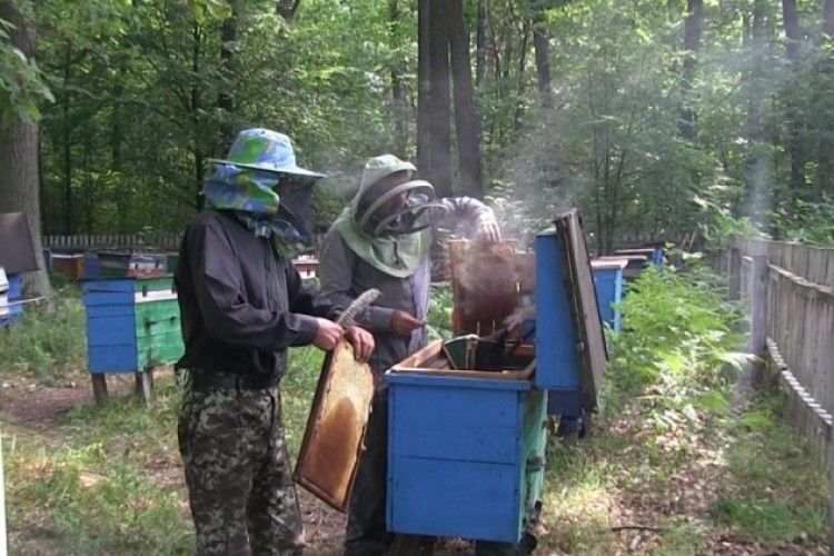 Бджолярі «Любомльського лісгоспу» викачали близько півтонни меду на своїх пасіках 
