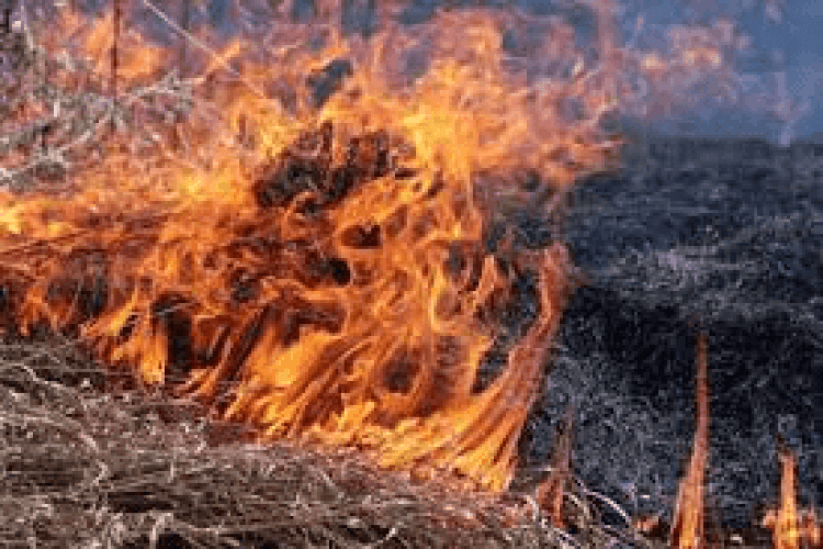 На Волині поліцейські спіймали палія сухої трави
