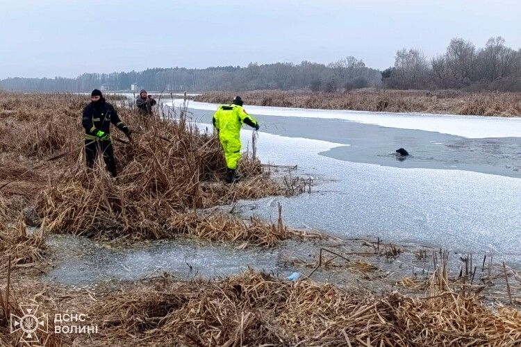 На Волині врятували собаку з крижаної річки (Фото)