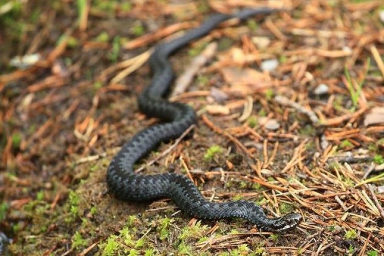 У Львові від укусу змії померла чотирирічна дівчинка